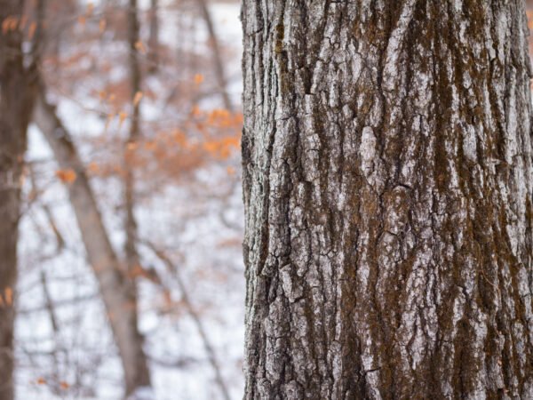 Tree in snow