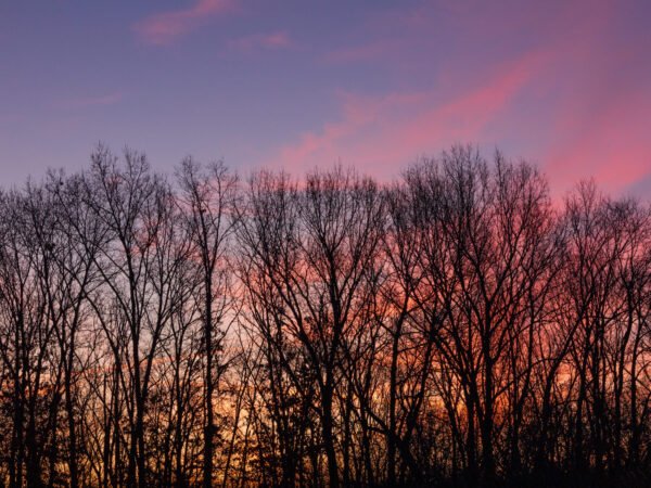 Sunrise behind forest