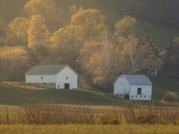Two white barns at sunset