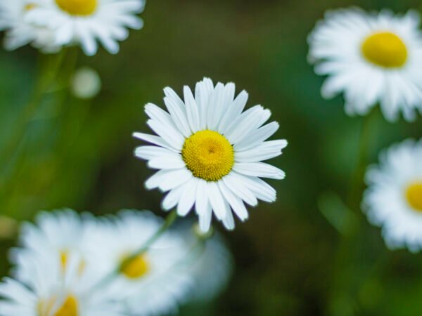 Daisy flower