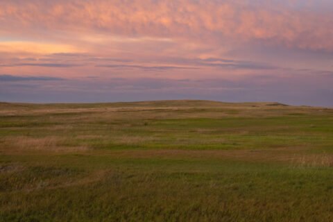 Grass field at sunset