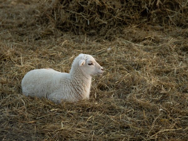 Lamb laying in hay