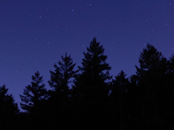 Night sky forest