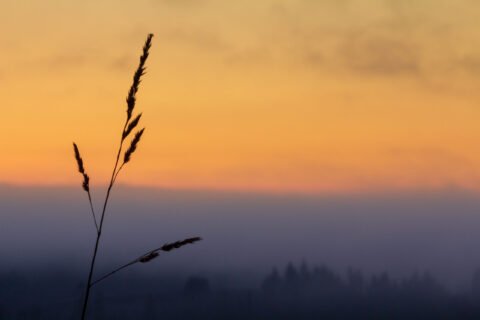 Blade of grass at sunrise
